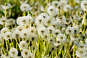 Dandelion (Taraxacum officinalis) deflorated, seed with flying device, National Park of the Lake of Neusiedel. Austria.