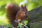 Red squirrel (Sciurus vulgaris) on Jurassic rocks with ivy, feeding on hazelnut, forest in Franconia, Bavaria
