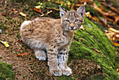 Cub of lynx (Lynx lynx), sitting on the ground, Bavarian Forest, National Park Bayerischer Wald, Bavaria