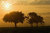 Orchard with cherry trees, sunrise and morning mist in autumn, Franconian Switzerland, Bavaria, Germany