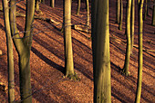 Feldberg, beech forest in winter, nature reserve, trunks of standard forest. Mecklenburg-Western Pomerania, Germany