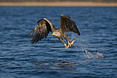 White-tailed Eagle (Haliaeetus albicilla), in flight, capture of prey, fishing, lake of Feldberg. Mecklenburg-Western Pomerania