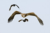 Two crows escort a White tailed Sea-Eagle (Haliaeetus albicilla). River Elbe, Lower Saxony, Germany