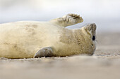 A baby seal (Halichoerus grypus), born in the wintertimes at the shore of Helgoland, is waiting for the mother, which is hunting for hours in the North Sea. Germany
