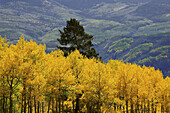 Ouray, Ridgeway, Telluride, Colorado, USA
