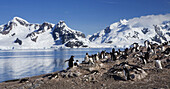 Paradise Harbor. Antarctica (january 2008)