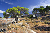 Granite and pinetrees in Cadalso de los Vídrios. Madrid. Spain.