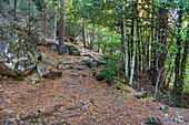 Path in birch wood, Canencia. Madrid, Spain