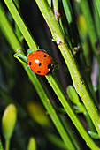 Seven spot ladybird