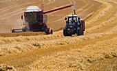 Ongoing harvesting barley fileds in Jutland (Denmark), using combined harvester