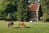 Pferde an der Kapelle von Burg Vischering, Lüdinghausen, Münsterland, Nordrhein-Westfalen, Deutschland