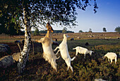 Ziegen und Schafe in der Westruper Heide, Münsterland, Nordrhein-Westfalen, Deutschland