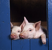 Large white piglets