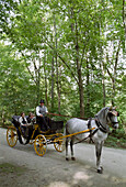 Horse-drawn carriage, English Garden, Munich, Bavaria, Germany