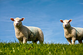 Lambs on a dyke, Pellworm Island, North Frisian Islands, Schleswig-Holstein, Germany