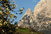Blühender Baum und Bergmassiv, Schlern, Dolomiten, Südtirol, Italien, Europa