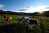 Kühe auf einer Almwiese am Abend, Seiser Alm, Südtirol, Italien, Europa
