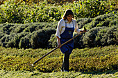 Martha Mulser in her herbal garden, Medicinal herbs, plants, organic farming, herbal farm, Pflegerhof Martha Mulser, Seis am Schlern, Schlern, South Tyrol, Italy