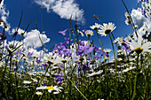 Meadow full of flowers, marguerites, oxeye daisies, Leucanthemum vulgare, Spring, South Tyrol, Italy