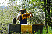 Imker mit Bienenwabe, Bienenzüchter, Honigbienen, Südtirol, Italien