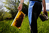 Beekeeper with honeycomb and smoker, Apiarist, Honey bees, South Tyrol, Italy