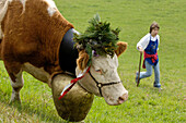 Cow with bell and flower decorations, returning to the valley from the alpine pastures, Seiser Alm, South Tyrol, Italy