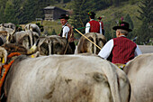 Cows returning to the valley from the alpine pastures, Seiser Alm, South Tyrol, Italy
