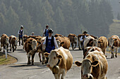 Cows and dairy farmers returning to the valley from the alpine pastures, Seiser Alm, South Tyrol, Italy