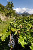 Reblandschaft mit Weinreben und Weintrauben, Oachner Höfeweg, Tschafon, Völs am Schlern, Südtirol, Italien
