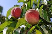 Peach tree with ripe peaches, Fruit Growing, South Tyrol, Italy