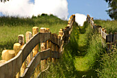 Menschenleerer Wanderweg zwischen Holzzäunen im Sonnenlicht, Salten, Südtirol, Italien, Europa