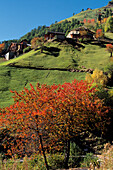 Farmhouses in an Autumn landscape, Vinschgau, South Tyrol, Italy
