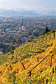 Magdalenahügel mit Weinreben, Bozen, Südtirol, Italien