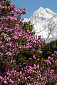 Magnolia blossom and mountain landscape, Tschigat, Texel Mountain Range, Meran, Burggrafenamt, South Tyrol, Italy
