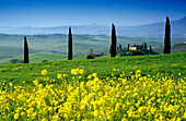 Gelbe Blumen vor Zypressen und Landhaus, Val d´Orcia, Toskana, Italien, Europa