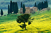 Landhaus mit Pinien und Blumenwiese, Toskana, Italien, Europa