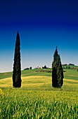 Landscape with cypresses and country house under blue sky, Val d´Orcia, Tuscany, Italy, Europe