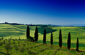 Landscape with cypresses under blue sky, Crete, Tuscany, Italy, Europe