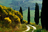 Zypressenallee und blühender Ginster, Val d'Orcia, Toskana, Italien, Europa