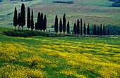 Landscape with cypress alley, Tuscany, Italy, Europe