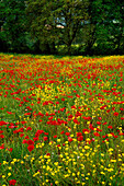 Flower meadow with poppies, Val d´Orcia, Tuscany, Italy, Europe