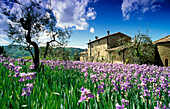 Schwertlilien vor einem Bauernhaus unter Wolkenhimmel, Chianti Region, Toskana, Italien, Europa