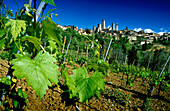 Blick über Weinberg auf die Stadt San Gimignano im Sonnenlicht, Toskana, Italien, Europa