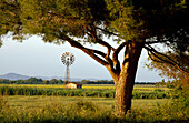 Pine tree and landscape at Maremma nature reserve park, Tuscany, Italy, Europe