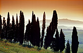 Landschaft mit Zypressen am Abend, Toskana, Italien, Europa