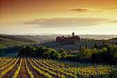 Blick über Weinberg bei Sonnenaufgang, Chianti Region, Toskana, Italien, Europa