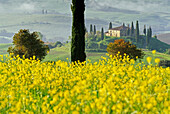 Blick über gelbe Blumen auf ein Landhaus, Val d'Orcia, Toskana, Italien, Europa