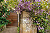 Blühende Glyzinie an einem Hauseingang, Sovana, Toskana, Italien, Europa