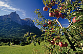 Apple tree near San Constantino chapel, view to Monte Sciliar, Dolomite Alps, South Tyrol, Italy