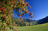 Rowan tree, Mountain ash, view from Val Gardena to Ortisei, Dolomite Alps, South Tyrol, Italy